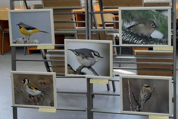 В объектив хакасских орнитологов попали редкие виды птиц